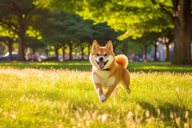 かっわいい柴犬ちゃん